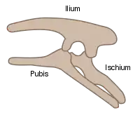 Ornithischian pelvic structure (left side)