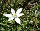 Side view of flower