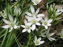 Ornithogalum umbellatum flowers, open and closed