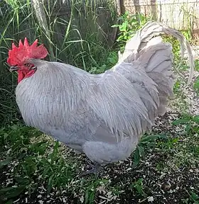 Lavender cock