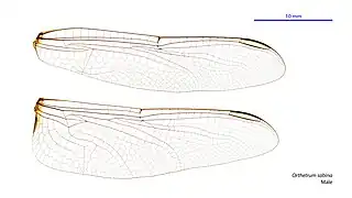 Male wings