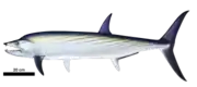 Life restoration of Orthocormus