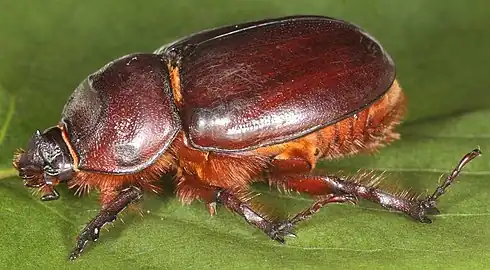 Female specimen