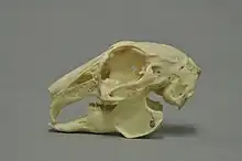 Skull