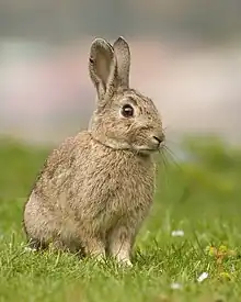 A small, light-brown rabbit with upright ears sat on some grass.