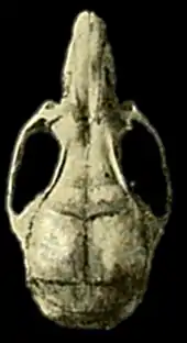 Skull of 'Transandinomys bolivaris from Cerro Azul, Panama, as seen from above