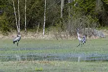 Common cranes.