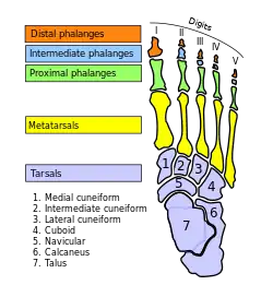 Bones of foot