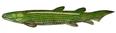 Osteolepis macrolepidotus