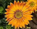 Osteospermum Sunset shades