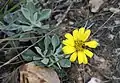 Osteospermum tomentosum