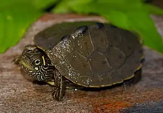 A specimen from Missouri