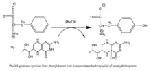 Reaction catalyzed by PAH.