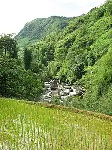 A rice field in Cat Cat village, Sa Pa