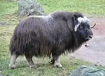 Unlike woolly rhinos and mammoths, muskoxen narrowly survived the Quaternary extinctions.