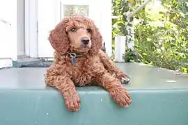 Red Standard Poodle