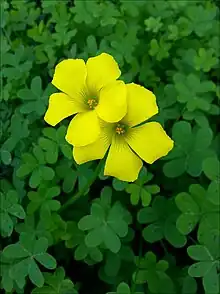 Flowers and leaves