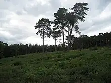 Minor escarpment (crest of land) in Oxshott Heath