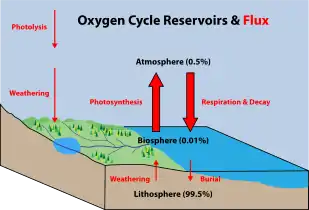 Oxygen cycle