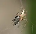 Lynx spider preying on a housefly