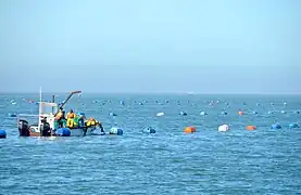 Oyster farming at Walvis Bay, Namibia