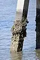 Oysters growing on a post