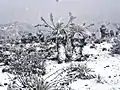 Snow in Mérida