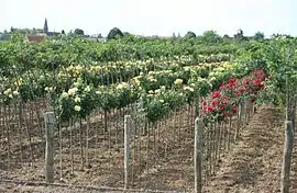 A rosegrowing nursery in Caillouet-Orgeville