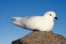 Photo of a white bird sitting on a rock.