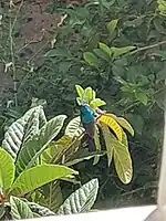 Palestine Sunbird caught in Daheyat Al Hussein suburbs in Amman, Jordan.