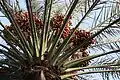 The 'Nakhla' date palm, a symbol of prosperity.