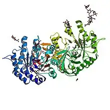 The enzyme alpha-galactosidase A (α-GalA)