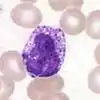 Basophil