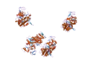 1w8j: CRYSTAL STRUCTURE OF MYOSIN V MOTOR DOMAIN -NUCLEOTIDE-FREE