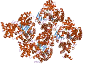 1z6t: Structure of the apoptotic protease-activating factor 1 bound to ADP