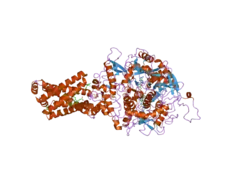 1zp0: Crystal Structure of Mitochondrial Respiratory Complex II bound with 3-nitropropionate and 2-thenoyltrifluoroacetone