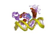 2ff0: Solution Structure of Steroidogenic Factor 1 DNA Binding Domain Bound to its Target Sequence in the Inhibin alpha-subunit Promoter