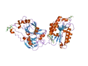 2odp: Complement component C2a, the catalytic fragment of C3- and C5-convertase of human complement