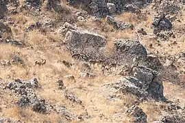 Female Sindh Ibex in Kirthar National Park.