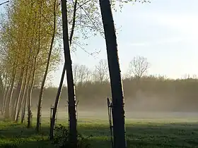 Bark protectors from thin metal strips in France