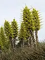 Puya chilensis