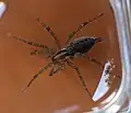 Agelenopsis under a magnifying glass