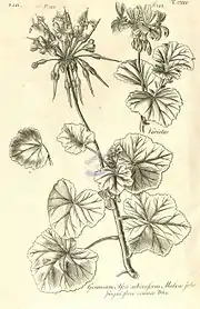 Pelargonium inquinans