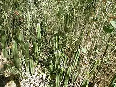 Pachycereus marginatus