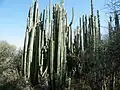 Plants growing in Tequisquiapan, Querétaro