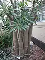 Pachypodium lamerei mature, multi-trunked specimen cultivated in glasshouse