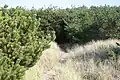 A small trail through a field with high grass and small shrubs