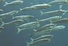 A school of small, slim-bodied, silvery fish