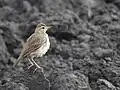 Paddyfield Pipit seen in Udumalpet, Tamil Nadu, India