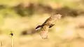 Wide-span flying Paddyfield pipit from Dhaka, Bangladesh